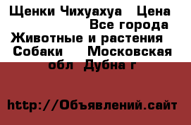 Щенки Чихуахуа › Цена ­ 12000-15000 - Все города Животные и растения » Собаки   . Московская обл.,Дубна г.